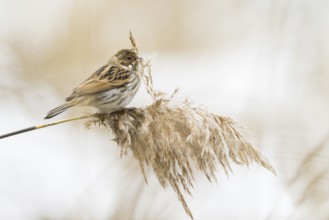 A reed bunting (Emberiza schoeniclus), female, sitting on a reed stalk in a quiet environment,