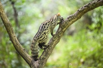 Common genet (Genetta genetta), climbing on a tree wildlife in a forest, Montseny National Park,