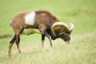 A ram with large horns grazing on a grassy hill, Mouflon (Ovis gmelini), Wildpark Aurach, Austria,