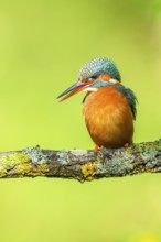 Common kingfisher (Alcedo atthis) sitting on a branch with autumncolours, wildife, Catalonia,