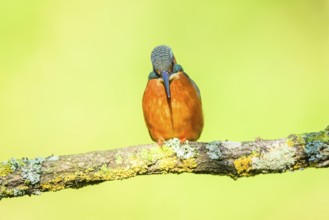 Common kingfisher (Alcedo atthis) sitting on a branch with autumncolours, wildife, Catalonia,