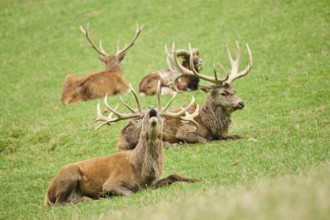 A group of deer with large antlers resting on a grassy field, one in the foreground is roaring, Red