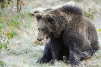 Eurasian brown bear (Ursus arctos arctos) in a forest, Bavarian Forest National Park