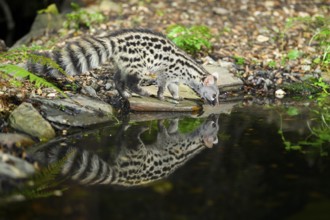 Young Common genet (Genetta genetta) at the shore of a lake, wildlife in a forest, Montseny