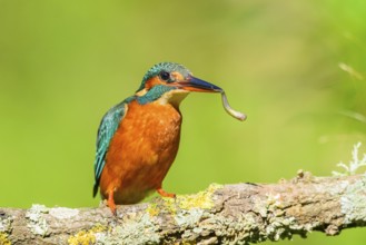 Common kingfisher (Alcedo atthis) with preyed fish sitting on a branch with autumncolours, wildife,