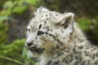 Snow leopard (Panthera uncia) or (Uncia uncia) cute cub in a forest, captive