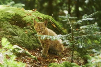 Young Eurasian lynx (Lynx lynx) in a forest, captive, Bavarian Forest Nationalpark, Bavaria,