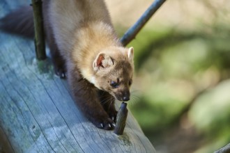 European pine marten (Martes martes) in a forest, Bavaria, Germany, Europe