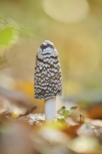 Magpie mushroom (Coprinopsis picacea) growing in a forest in autmn, Bavaria, Germany, Europe