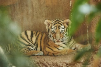 Close-up of a Siberian tiger (Panthera tigris altaica) cub, captive