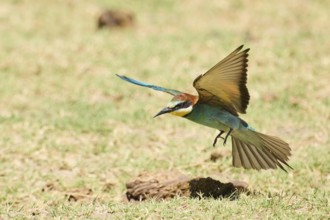 European bee-eater (Merops apiaster) landing on the ground, Spain, Europe