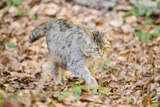 European wildcat (Felis silvestris silvestris) in a forest, Bavaria, Germany, Europe