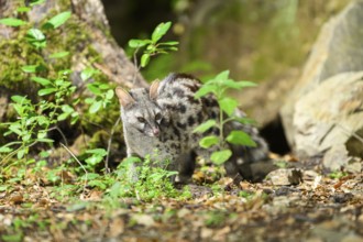 Common genet (Genetta genetta), wildlife in a forest, Montseny National Park, Catalonia, Spain,