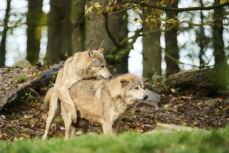 Eastern wolves (Canis lupus lycaon) playing with eacht other, pairing, Bavaria, Germany, Europe