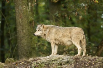 Eastern wolf (Canis lupus lycaon) standing on a little hill, Bavaria, Germany, Europe