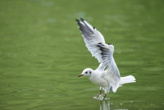 Black-headed gull (Chroicocephalus ridibundus) landing on a lake, Germany, Europe