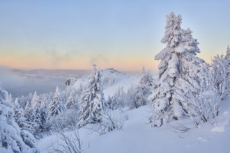 Frozen norway spruce or European spruce (Picea abies) tree at sunrise on mount Arber, Bavarian