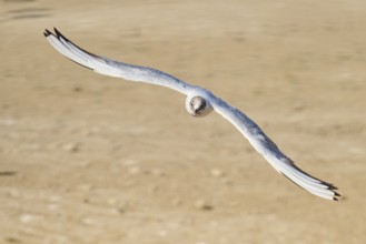 Black-headed gull (Chroicocephalus ridibundus) flying over the ground, Camargue, France, Europe