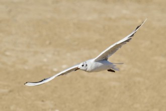 Black-headed gull (Chroicocephalus ridibundus) flying over the ground, Camargue, France, Europe