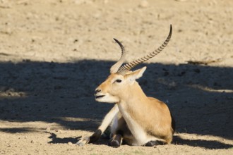 Southern lechwe (Kobus leche) lying in the dessert, captive, distribution Africa