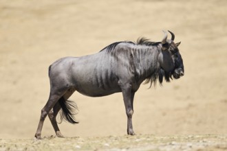 Blue wildebeest (Connochaetes taurinus) standing in the dessert, captive, distribution Africa