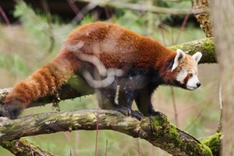 Red panda (Ailurus fulgens) standing on a branch, Germany, Europe