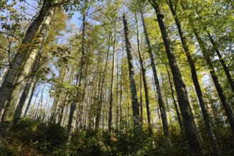 Green forest with tall trees in the sunlight, Lusen, Bavarian Forest National Park