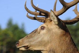 Side view of a stag with majestic antlers against a wooded background, red deer (Cervus elaphus),