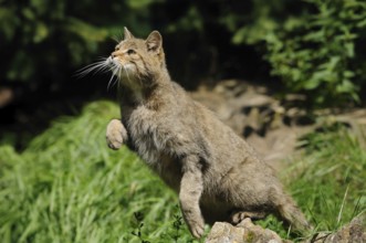 Wildcat in hunting pose with raised paw in green surroundings, wildcat (Felis silvestris), Bavarian