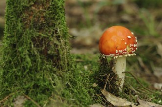 Fly agaric next to a moss-covered tree trunk in the forest, fly agaric (Amanita muscaria), Bavaria