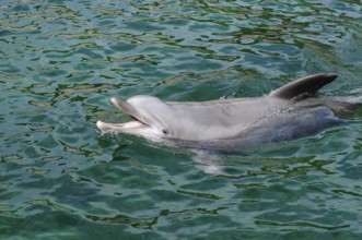 A dolphin swims through the clear water, Bottlenose dolphin (Tursiops truncatus), captive