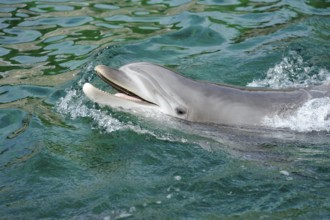 A dolphin swims energetically through the water, Bottlenose dolphin (Tursiops truncatus), captive