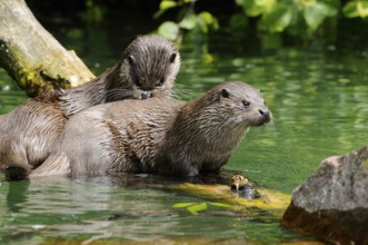 Two otters playfully sitting on a tree trunk in the water, otter (Lutra lutra), Bavarian Forest