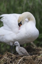 Adult white swan preening itself, small grey chick standing next to it, Mute Swan (Cygnus olor),