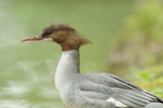 Goosander female gazes lost in thought over the water with a green backdrop, Goosander (Mergus