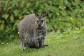 Kangaroo in a meadow with yellow flowers, surrounded by lush vegetation, red-necked wallaby