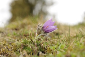 Close-up of a single purple Pasque flower (Pulsatilla vulgaris) in a spring meadow, Upper