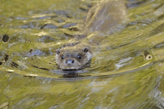 Otter swimming attentively with greenish water surface, European otter (Lutra lutra), Bavaria