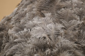 Close-up of brown and beige feathers with detailed texture and natural pattern, Nandu (Rhea