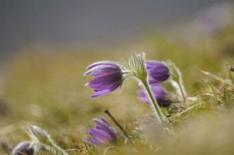 Purple Pasque flowers (Pulsatilla vulgaris) in the gentle spring breeze on a green meadow, Upper