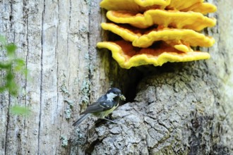 A titmouse sitting on a tree trunk under a large yellow mushroom, fir tit (Periparus ater), Bavaria