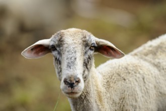 A close-up of an older sheep with a rustic background, domestic sheep (Ovis orientalis aries),