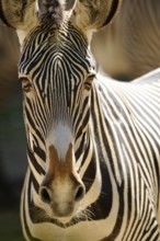 Zebra in close-up with detailed stripe pattern on brown background, Grevyzebra (Equus grevyi),