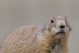 A prairie dog looks directly into the camera, curious and attentive, black-tailed prairie dog