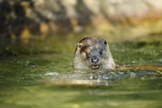 An otter swims calmly in the water facing frontally, European otter (Lutra lutra), Bavaria