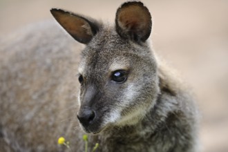 Kangaroo with soft fur and yellow flowers in the foreground, red-necked wallaby (Macropus