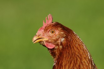 Profile view of a brown chicken head against a green background, domestic fowl (Gallus gallus