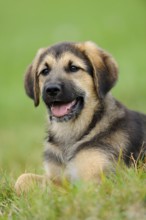 A cheerfully smiling puppy lies in the grass in front of a blurred background, mixed-breed dog,