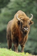 A bison on a green meadow with trees in the background, bison (Bos bonasus), Germany, Europe