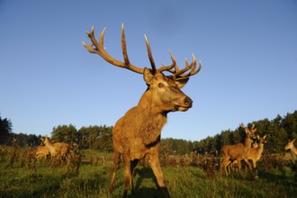 A stag with impressive antlers stands proudly in a meadow surrounded by trees, red deer (Cervus